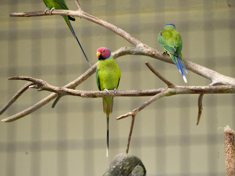 Bird Park, Kuala Lumpur, Malaysia
