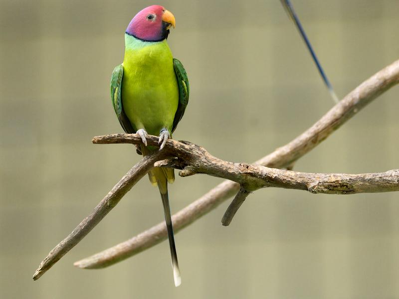 Bird Park, Kuala Lumpur, Malaysia