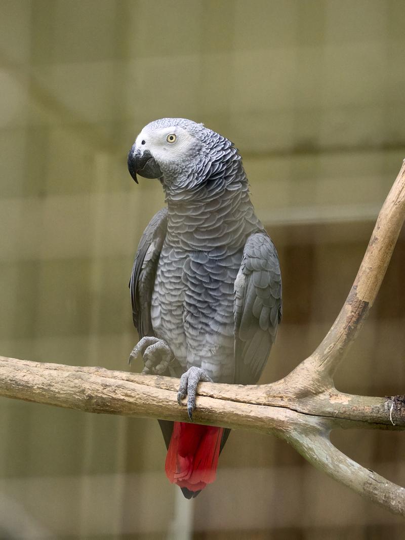 Bird Park, Kuala Lumpur, Malaysia