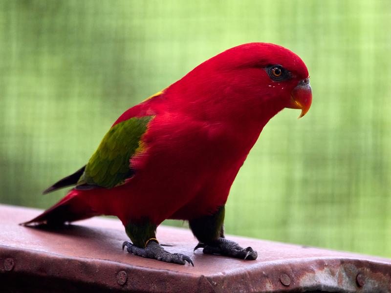 Bird Park, Kuala Lumpur, Malaysia