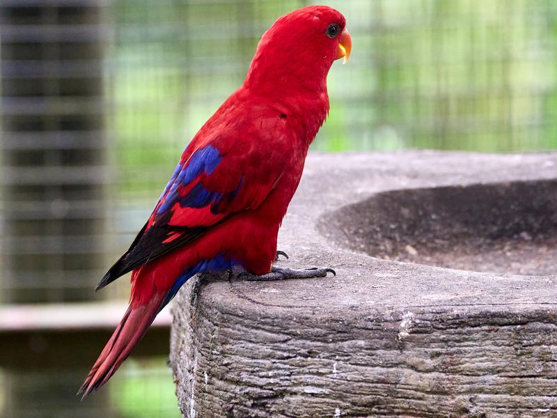 Bird Park, Kuala Lumpur, Malaysia