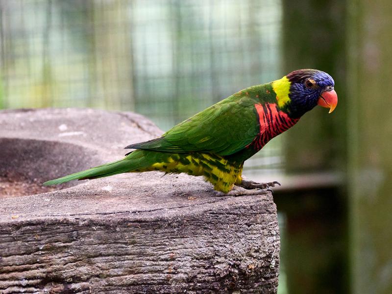 Bird Park, Kuala Lumpur, Malaysia