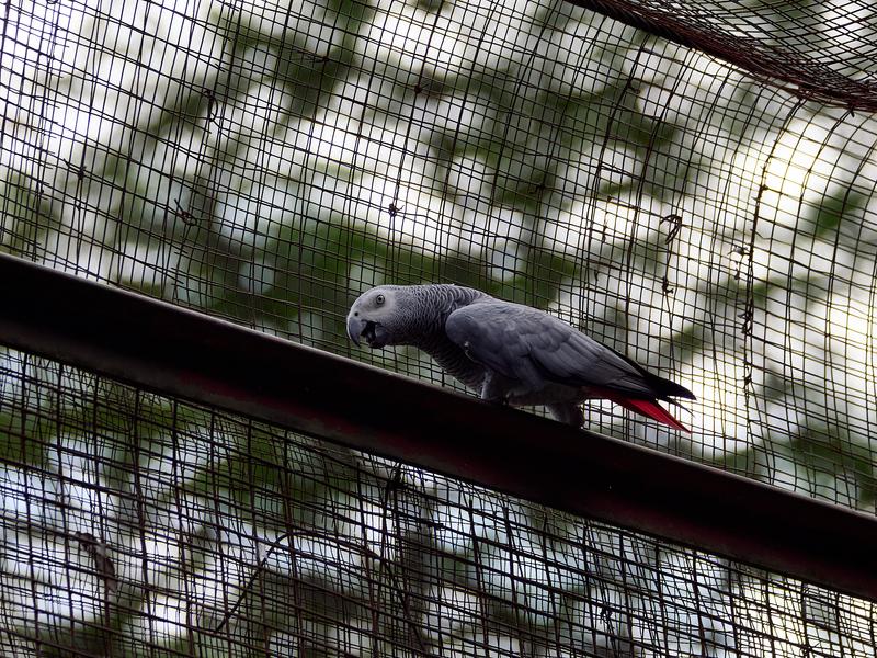 Bird Park, Kuala Lumpur, Malaysia