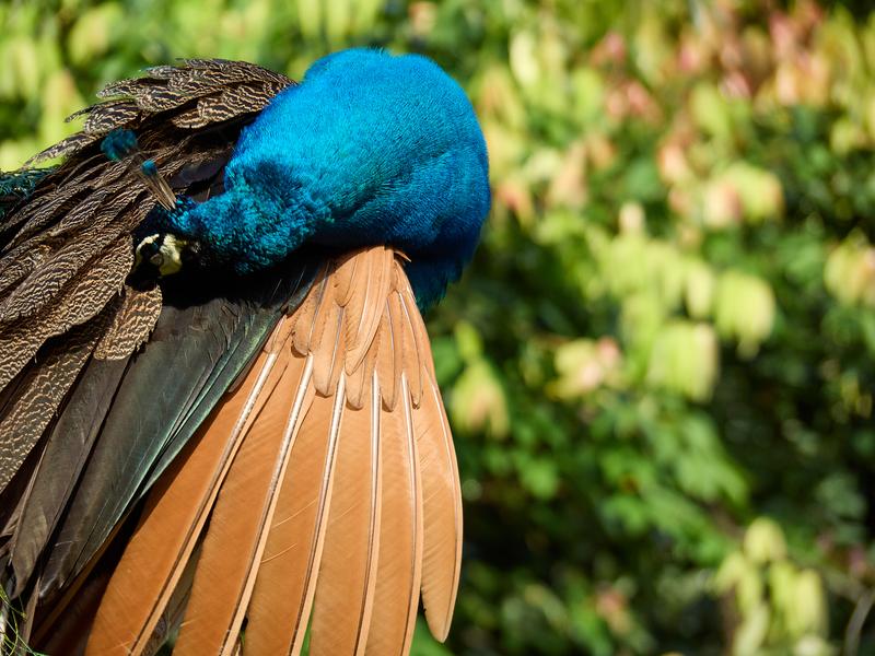 Bird Park, Kuala Lumpur, Malaysia