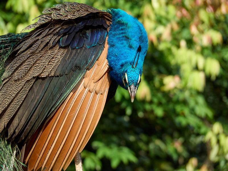 Bird Park, Kuala Lumpur, Malaysia