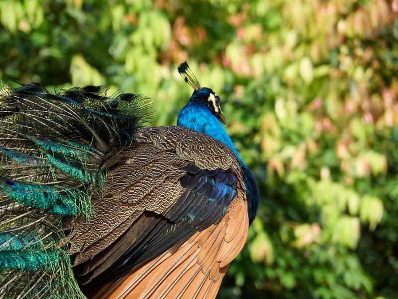 Bird Park, Kuala Lumpur, Malaysia