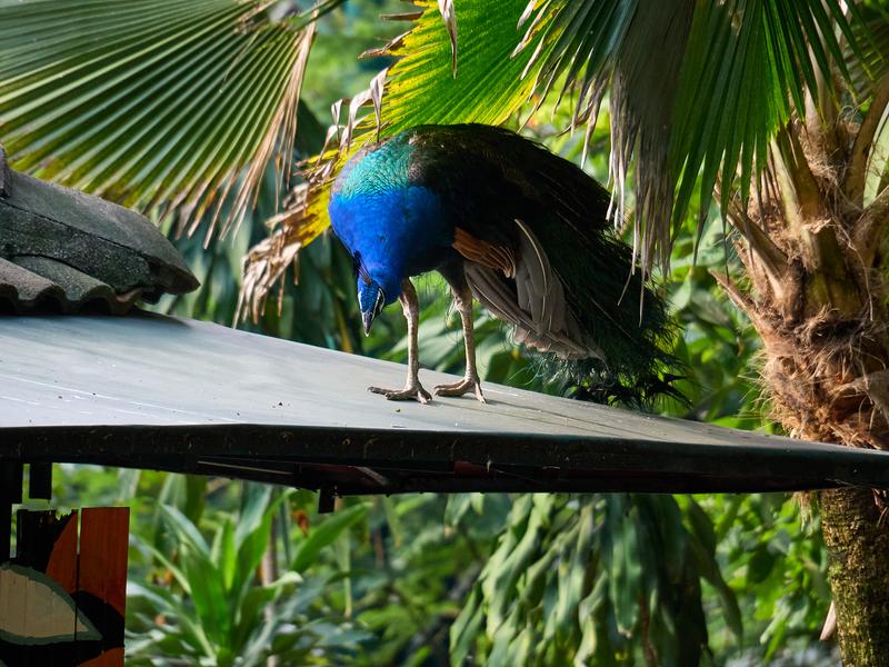 Bird Park, Kuala Lumpur, Malaysia