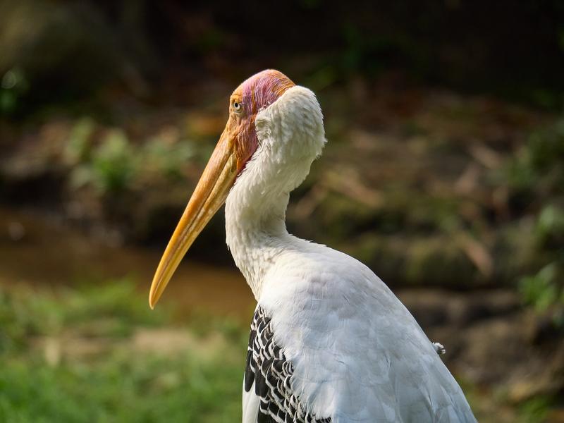 Bird Park, Kuala Lumpur, Malaysia
