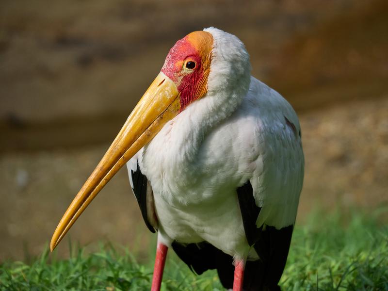 Bird Park, Kuala Lumpur, Malaysia