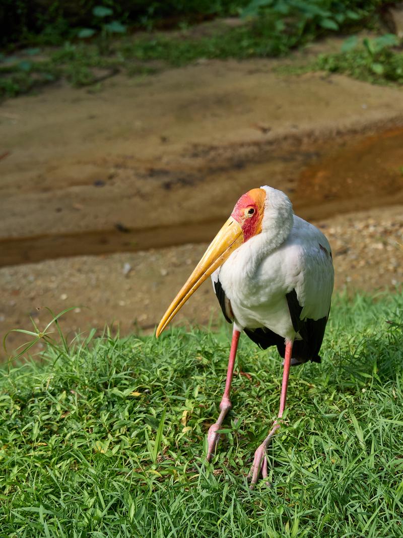 Bird Park, Kuala Lumpur, Malaysia