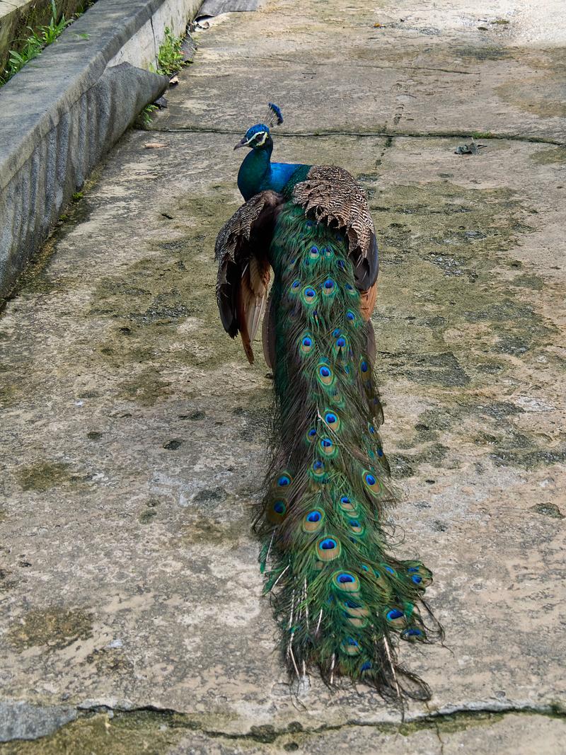Bird Park, Kuala Lumpur, Malaysia