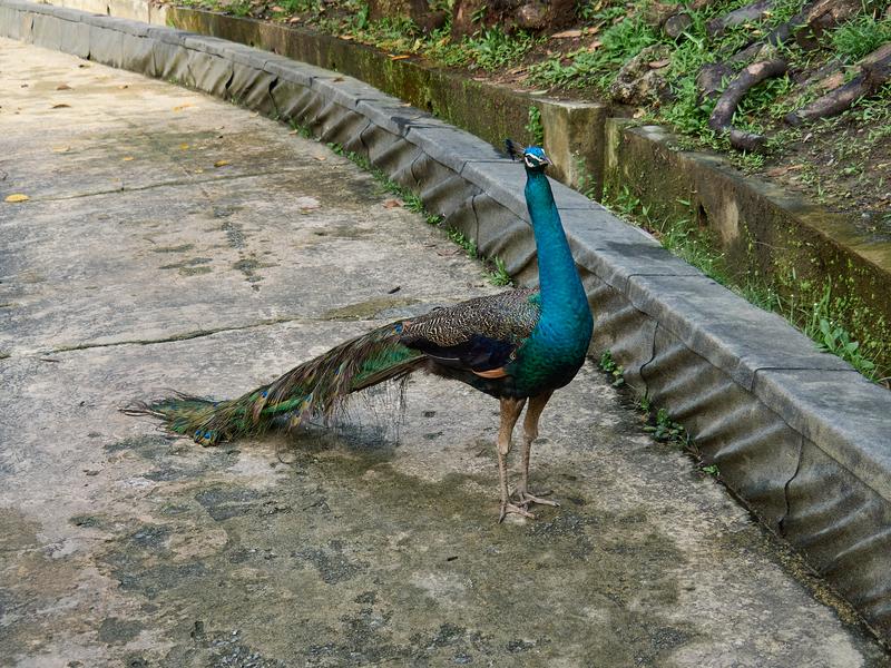Bird Park, Kuala Lumpur, Malaysia