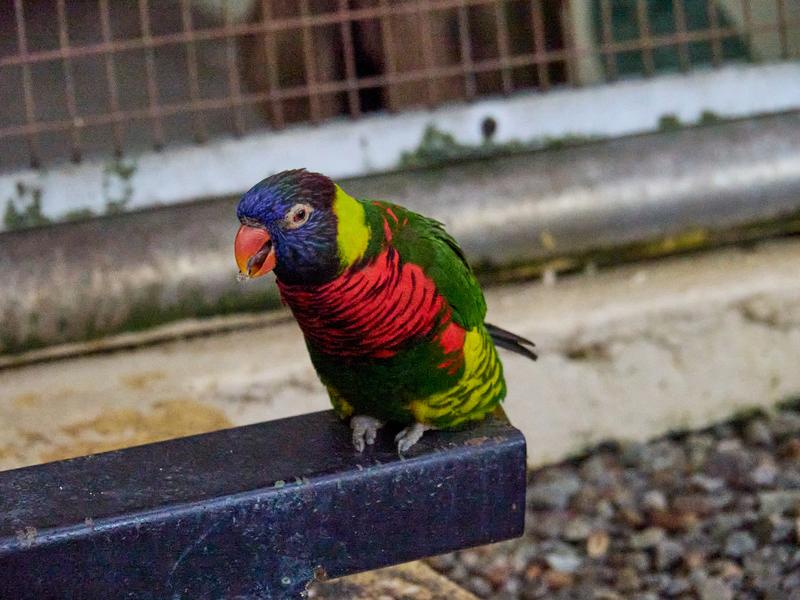 Bird Park, Kuala Lumpur, Malaysia
