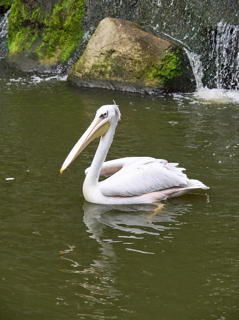 Bird Park, Kuala Lumpur, Malaysia