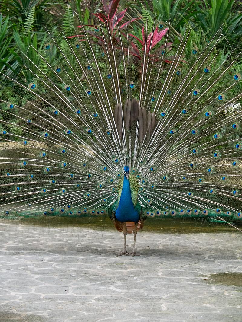 Bird Park, Kuala Lumpur, Malaysia