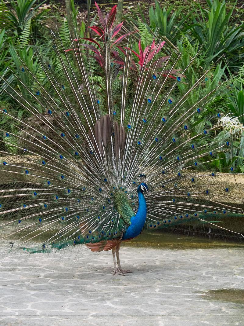 Bird Park, Kuala Lumpur, Malaysia