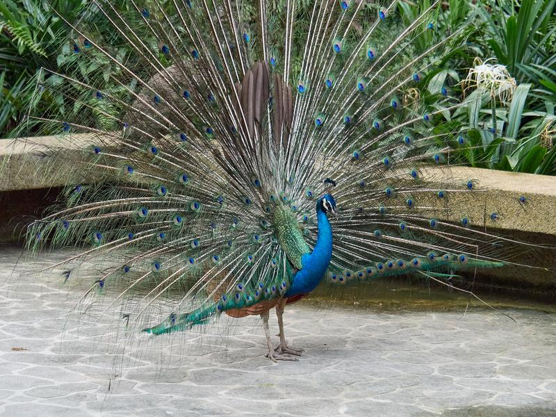 Bird Park, Kuala Lumpur, Malaysia