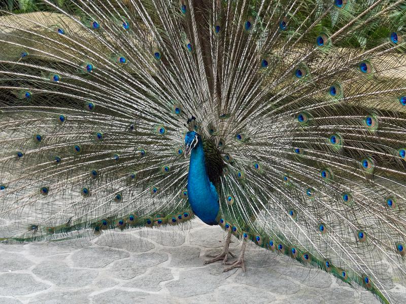 Bird Park, Kuala Lumpur, Malaysia