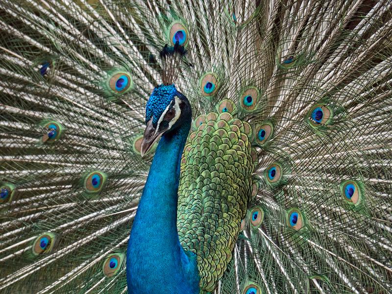 Bird Park, Kuala Lumpur, Malaysia