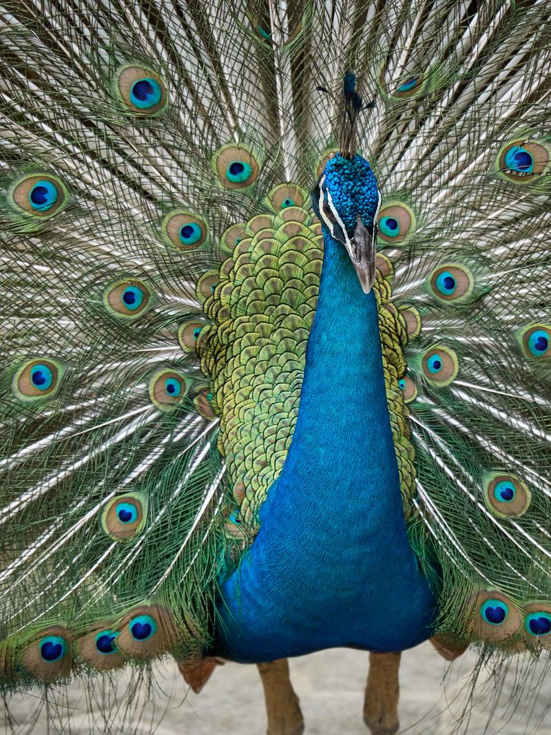 Bird Park, Kuala Lumpur, Malaysia