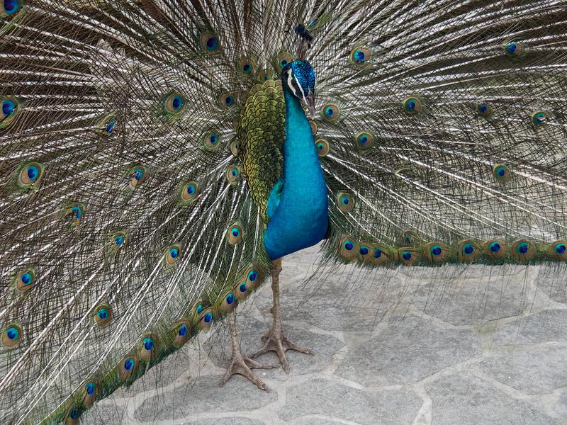 Bird Park, Kuala Lumpur, Malaysia