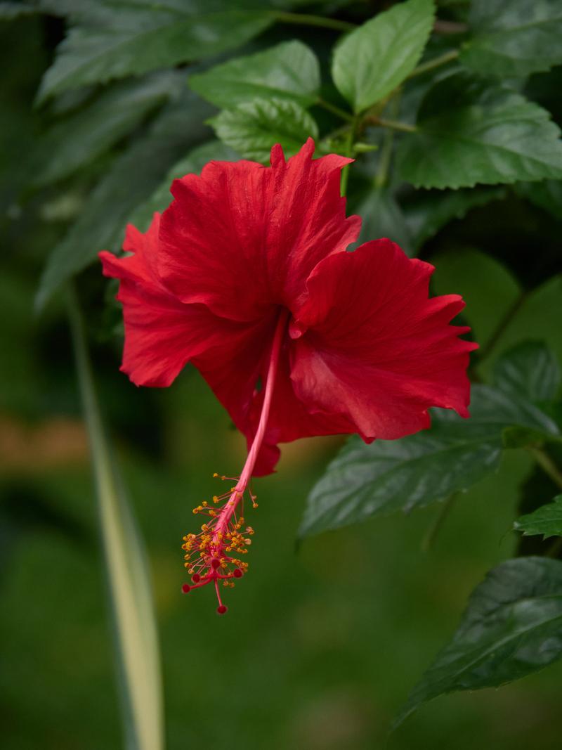 Orchid Park, Kuala Lumpur, Malaysia