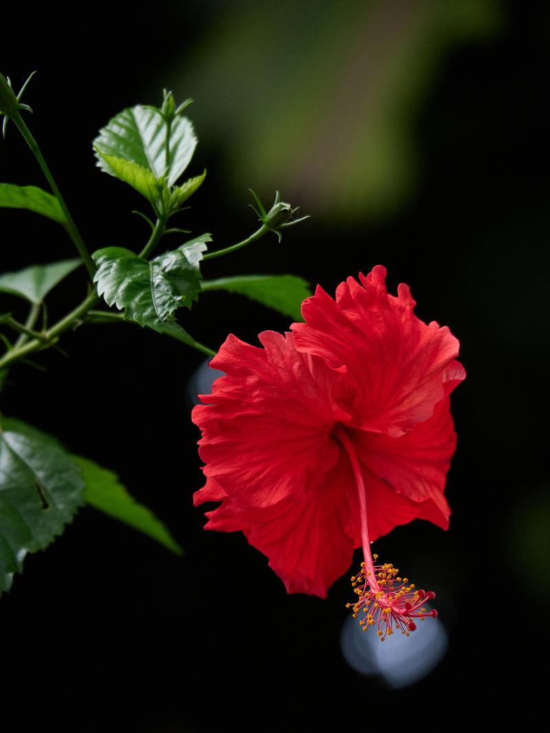 Orchid Park, Kuala Lumpur, Malaysia