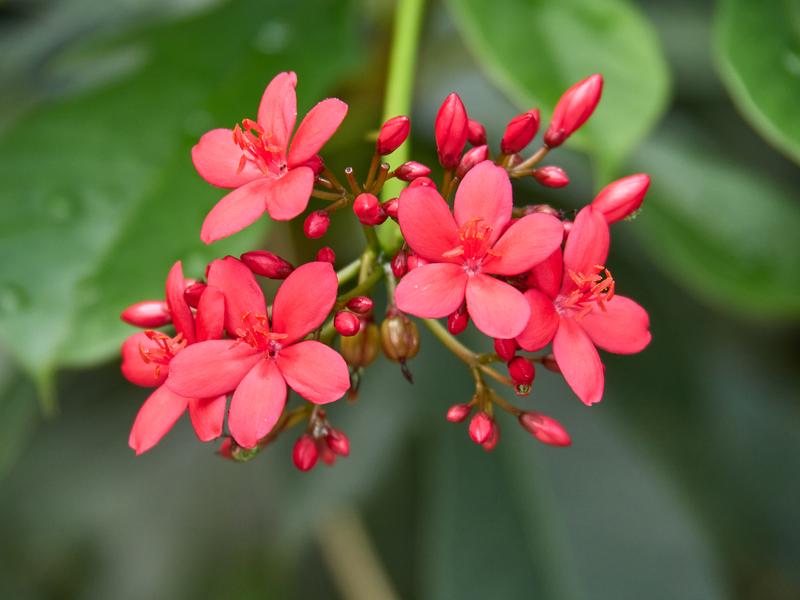 Orchid Park, Kuala Lumpur, Malaysia