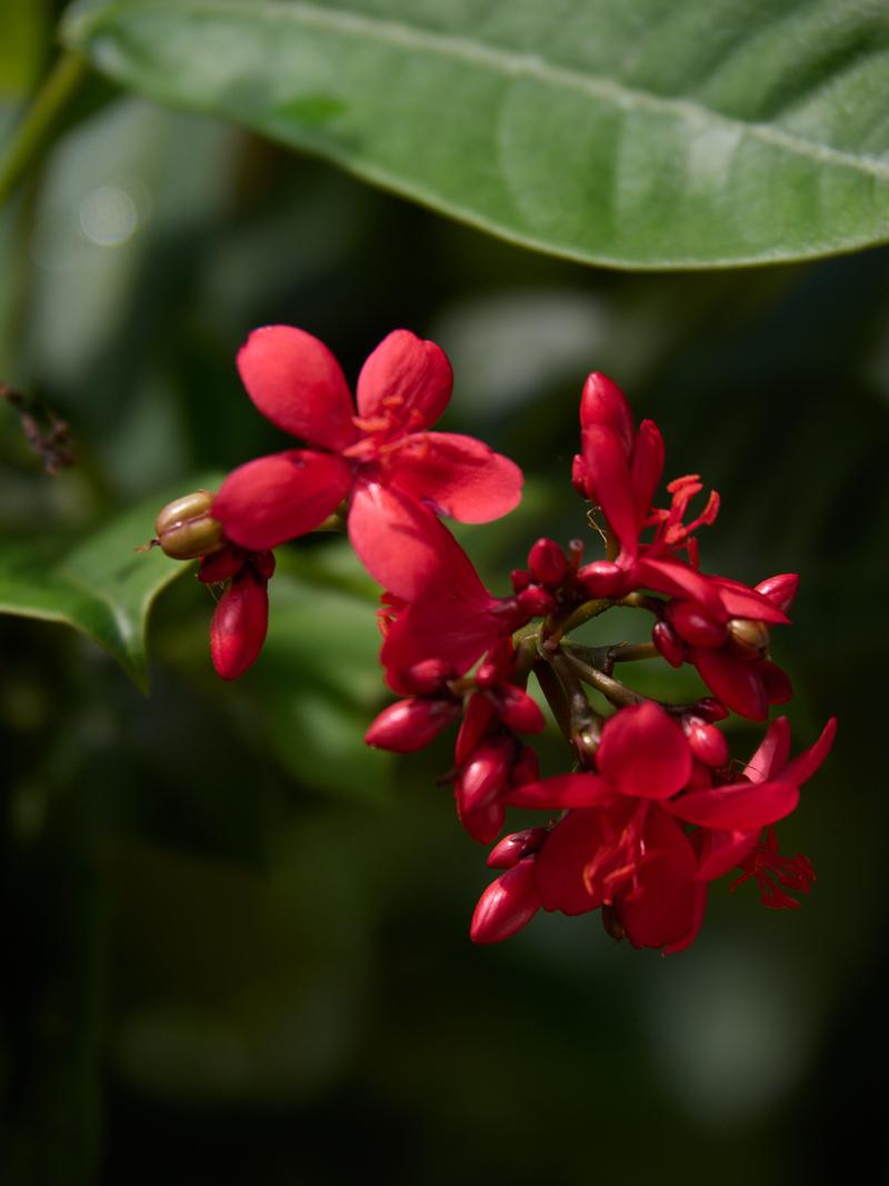 Orchid Park, Kuala Lumpur, Malaysia
