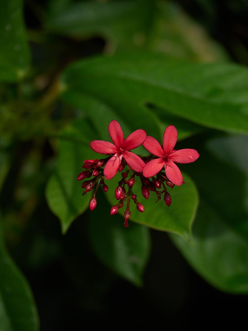 Orchid Park, Kuala Lumpur, Malaysia