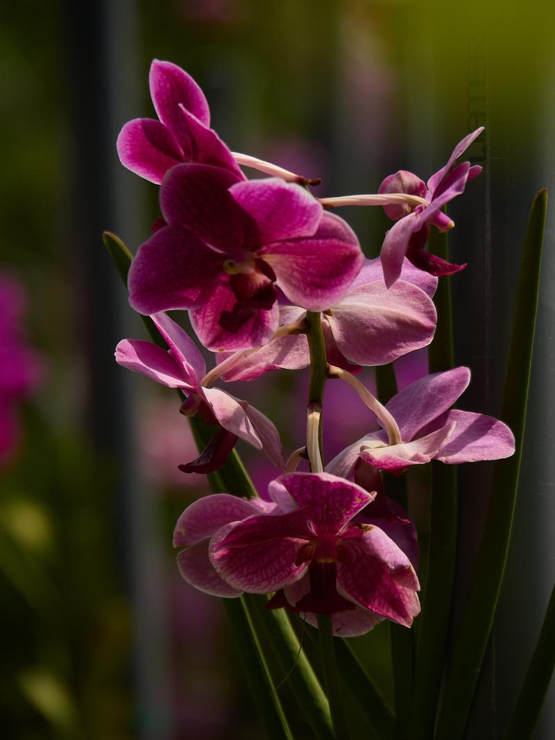 Orchid Park, Kuala Lumpur, Malaysia