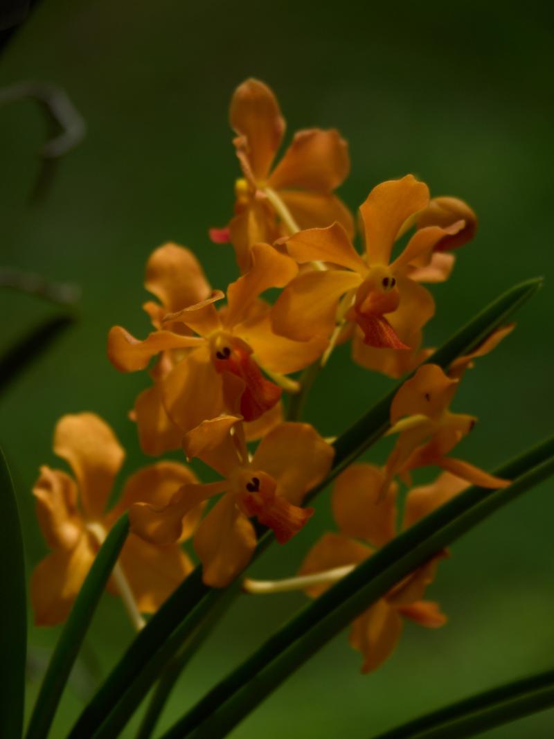 Orchid Park, Kuala Lumpur, Malaysia