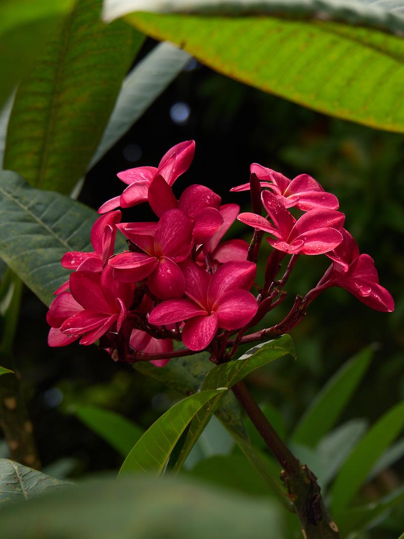Orchid Park, Kuala Lumpur, Malaysia