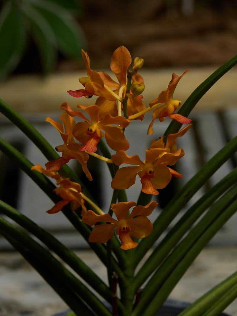 Orchid Park, Kuala Lumpur, Malaysia