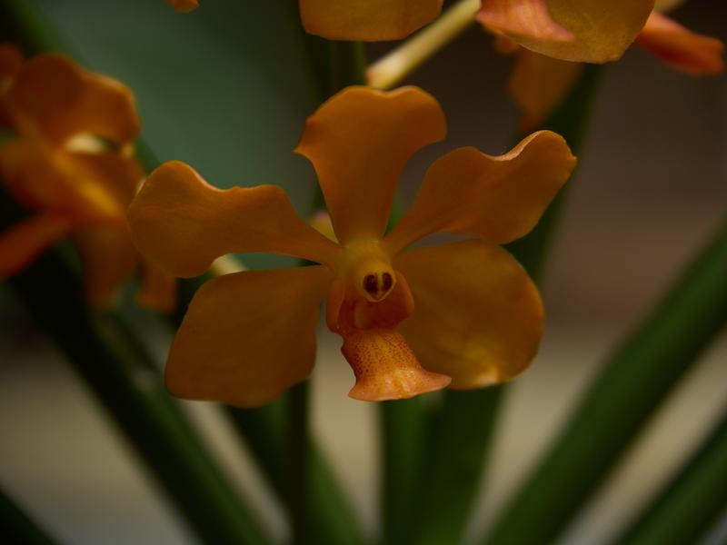 Orchid Park, Kuala Lumpur, Malaysia
