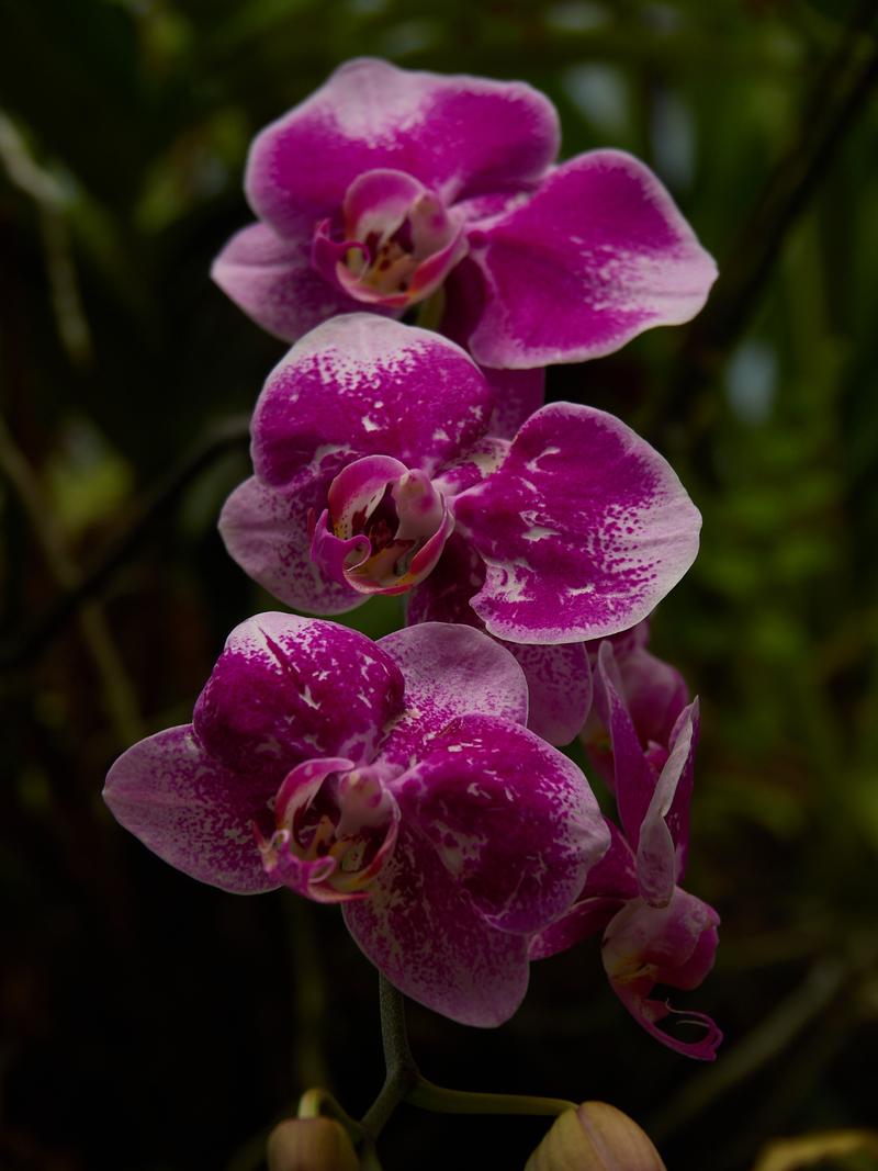 Orchid Park, Kuala Lumpur, Malaysia