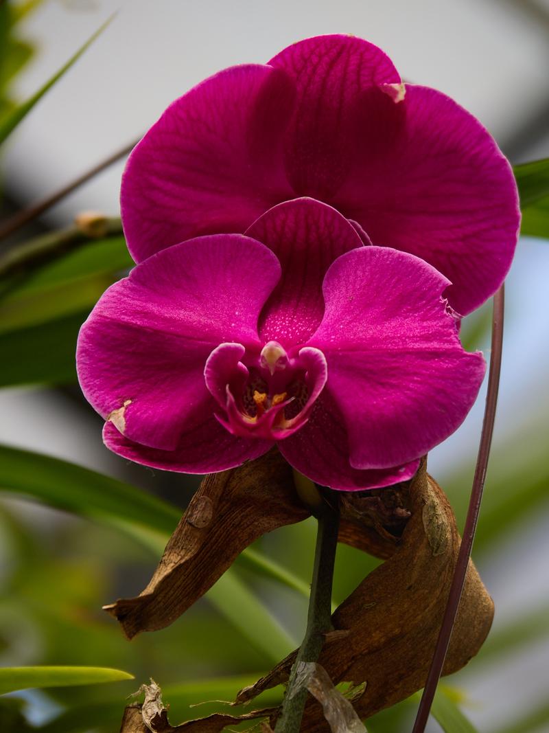 Orchid Park, Kuala Lumpur, Malaysia