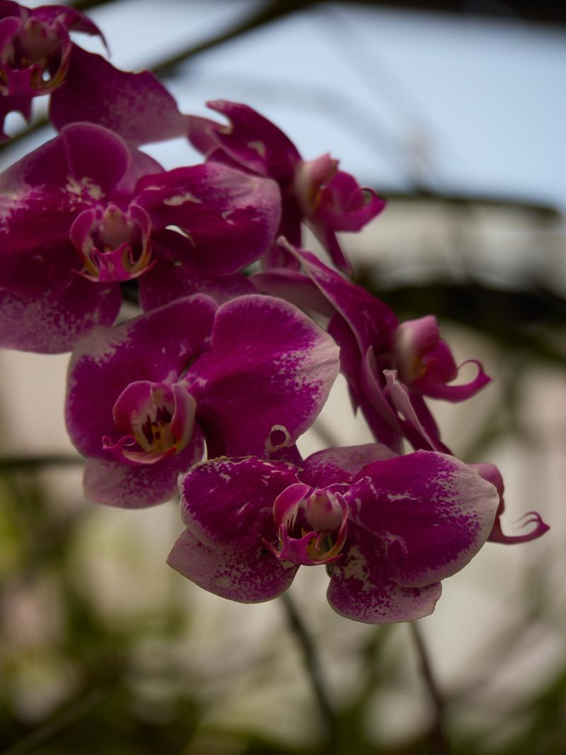 Orchid Park, Kuala Lumpur, Malaysia