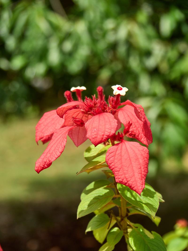 Orchid Park, Kuala Lumpur, Malaysia