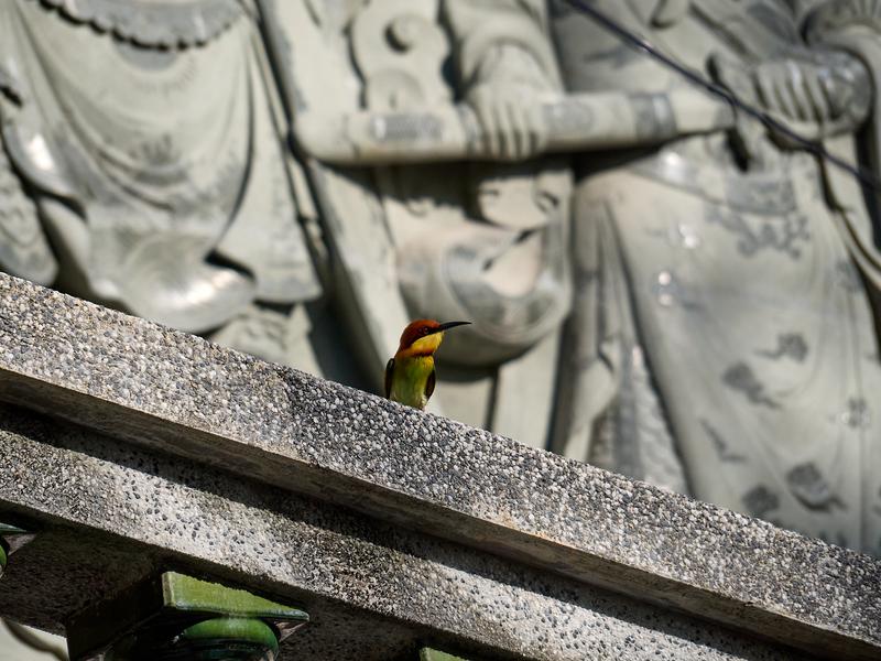 Chestnut-headed bee-eater perched on temple grounds, Kek Lok Si Temple, Penang, Malaysia