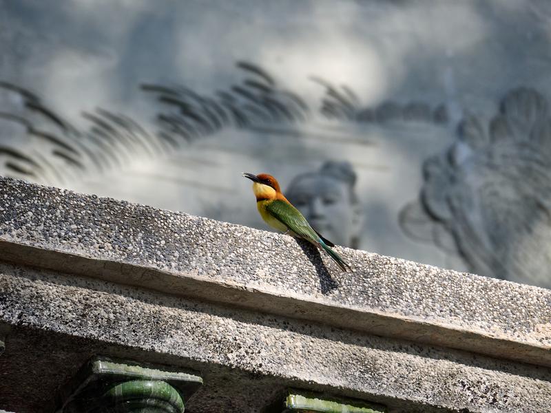 Chestnut-headed bee-eater perched on temple grounds, Kek Lok Si Temple, Penang, Malaysia