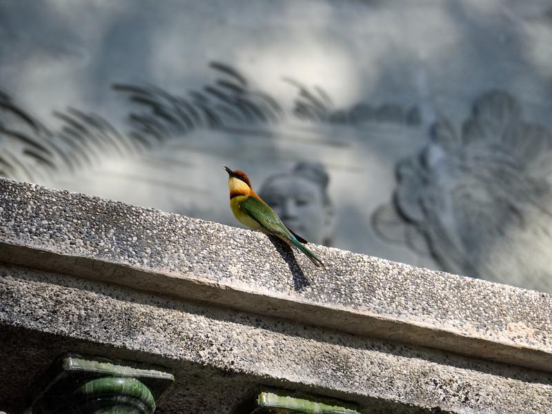 Chestnut-headed bee-eater perched on temple grounds, Kek Lok Si Temple, Penang, Malaysia