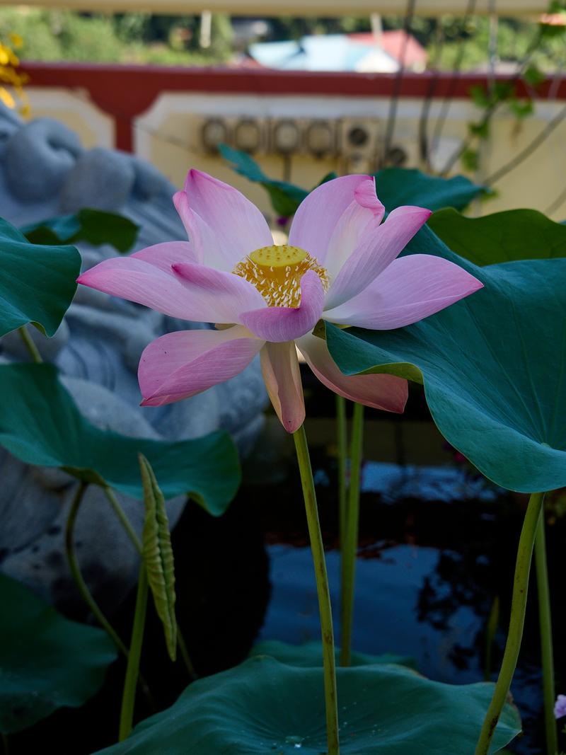 Large lotus, Kek Lok Si Temple, Penang, Malaysia