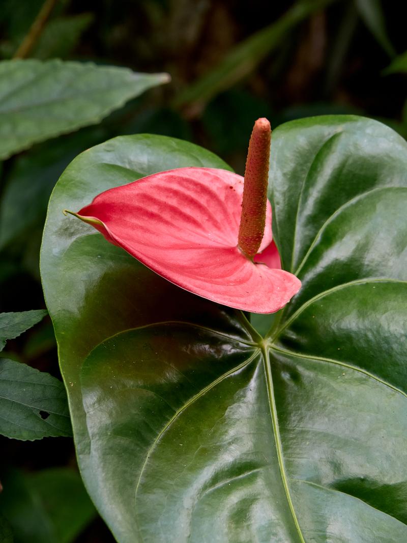 Anthurium andraeanum, The Habitat, Penang Hill, Penang, Malaysia