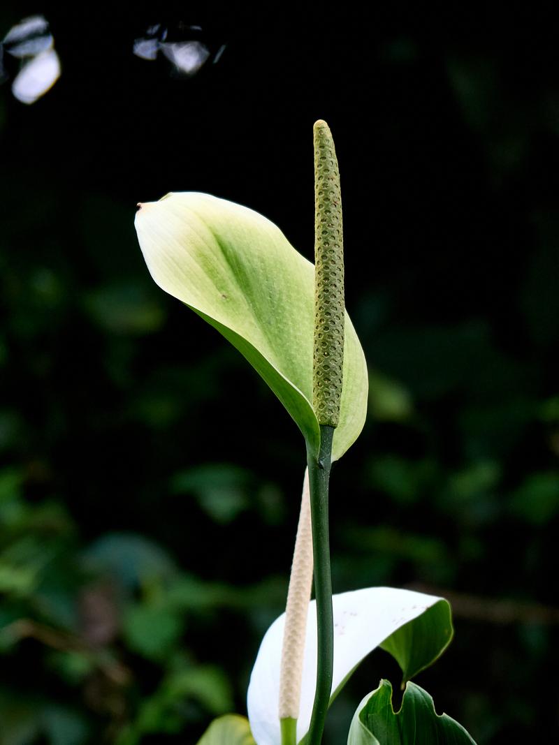 Spathiphyllum Cannifolium, The Habitat, Penang Hill, Penang, Malaysia