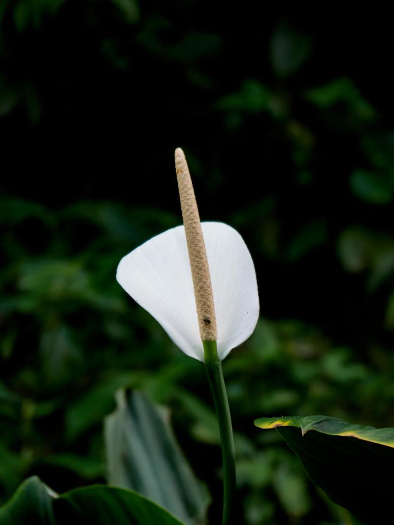 Spathiphyllum Cannifolium, The Habitat, Penang Hill, Penang, Malaysia